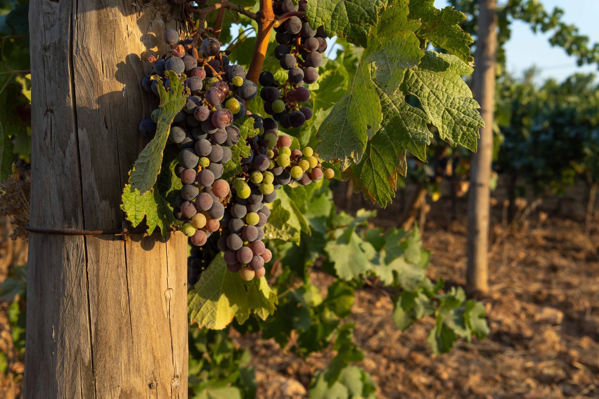 Vino